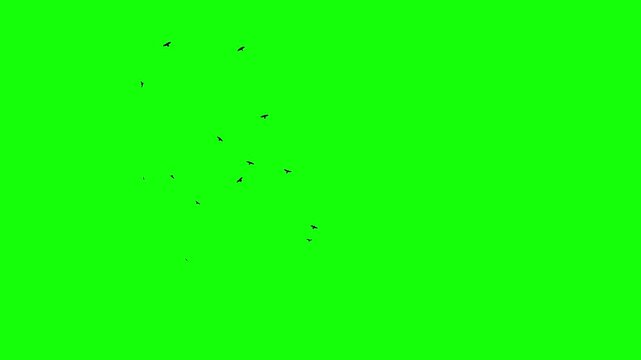 A flock of black birds circles freely in the sky, catching the wind. Chroma key green screen background. Silhouettes of Migrating Ravens in motion. For compositing VFX