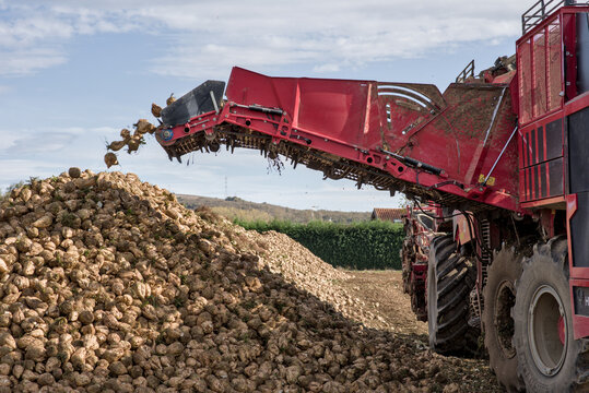 Sugar beet harvest in &Aacute;lava, Basque Country &ndash; unloading and piling for transport to the sugar factory