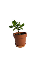 Jade plant grows happily in a small brown terracotta pot, isolated on white