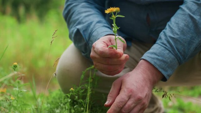 Close up dad kneeling in green meadow, gently uprooting yellow wildflower and bringing it close to nose to smell fragrance, expressing appreciation for nature, and beauty of simple countryside life