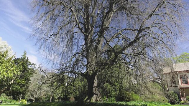 A big bare tree in a sunny spring day at the park, while a child is running with his back to the camera and his dad follows him. none of the people are recognizable. 4K. Christchurch, New Zealand.