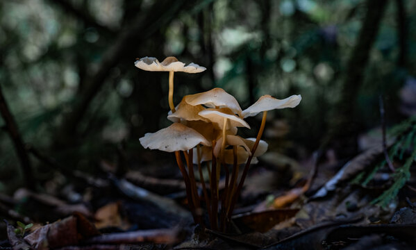 Grupo de hongos silvestres creciendo entre hojas secas en el bosque