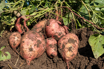 Sweet potato harvesting, harvesting in the garden.