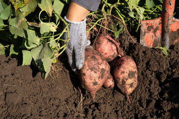 Sweet potato harvesting, harvesting in the garden.