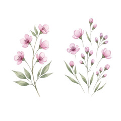 Naklejka premium Delicate pink cherry blossom branches delicate botanical art for spring and floral designs isolated on transparent background