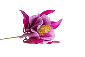 Flower of Aquilegia vulgaris with red, amaranth, and purple petals, isolated od white background, close up