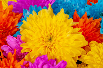 Background of colorful autumn chrysanthemum flowers, blue, yellow, orange, pink, close up