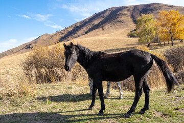 Wild horses grazing in the mountains. A mountain landscape with wild horses on a mountain pasture against the backdrop of a yellow autumn forest and high mountains.