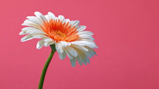 Single white and orange flower is standing tall on a pink background. The flower is the main focus of the image, and the pink background adds a sense of warmth and vibrancy to the scene - Powered by Adobe