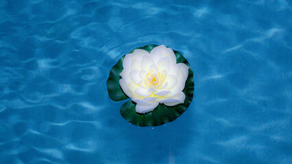 A beautiful vibrant white lotus flower gently floating on serene blue pool water