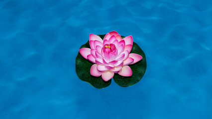 A beautiful vibrant pink lotus flower gently floating on serene blue pool water