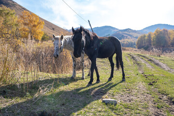 Wild horses grazing in the mountains. A mountain landscape with wild horses on a mountain pasture against the backdrop of a yellow autumn forest and high mountains.