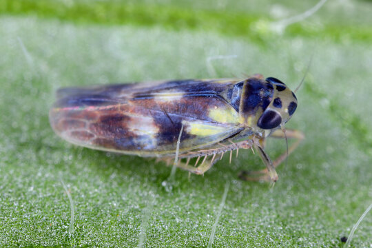Nettle leafhopper, Macrosteles variatus. A tiny cicada sucking sap from a nettle.