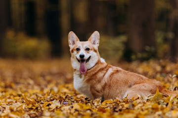 Happy welsh corgi pembroke dog sitting on autumn path in forest with yellow leaves and warm sunlight