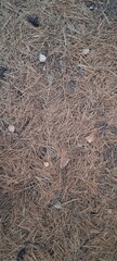 The texture of dry pine needles