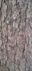 Texture of tree bark