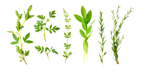 Fresh herbs assortment arranged in a line  isolated on transparent background	