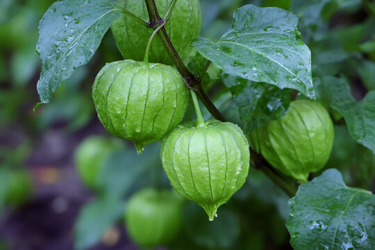 Fresh green tomatillos with water droplets on a plant branch, close-up view in a garden