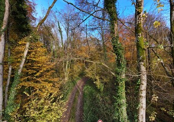 vue d'un chemin entre les branches dans une forêt  en automne dans le département de la Meurthe-et-Moselle en Lorraine. Début novembre le feuillage multicolore est déjà très irrégulier .