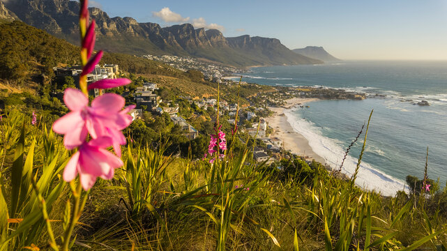 Pink watsonia (Watsonia borbonica) with the Twelve Apostles, Clifton Beach and Camps Bay, part of the Atlantic Seaboard, in the background. Cape Town. Western Cape. South Africa.
