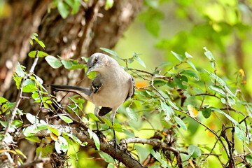 mockingbird in a tree