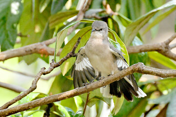mockingbird in a tree