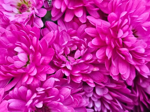 pink chrysanthemum flowers