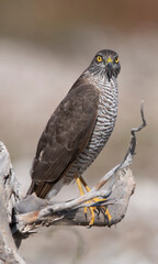 Portrait of female Eurasian sparrowhawk resting on an dried tree. Blurred background. Copy space. Brown birds. Yellow eyes. Accipiter nisus.