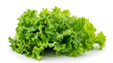 Fresh green leaf lettuce rests ready for cooking or healthy ingredient advertising isolated on.