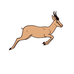 Springbok vector icon on white background