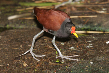 Rotstirn-Blatthühnchen (Jacana jacana) Südamerika