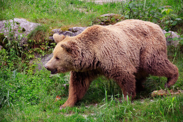 Europäische Braunbär oder Eurasische Braunbär (Ursus  arctos arctos) 