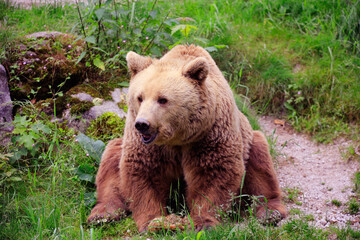 Europäische Braunbär oder Eurasische Braunbär (Ursus  arctos arctos) 