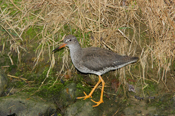 Gelbschenkel (Tringa flavipes) auch Kleiner Gelbschenkel, Vogelart Nordamerika 