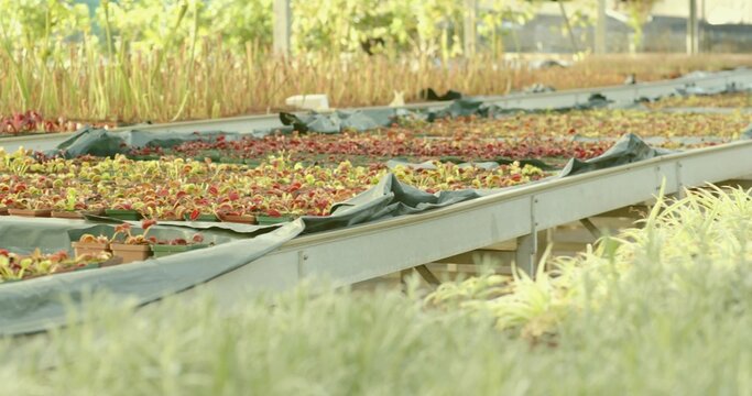 Displaying rows of metal benches covered in plastic tarps holding trays of seedlings in greenhouse