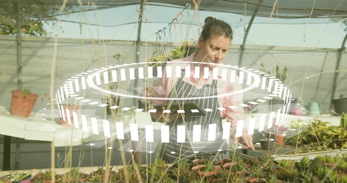 Holding tablet, female gardener tending succulent plants at greenhouse workbench, digital overlay