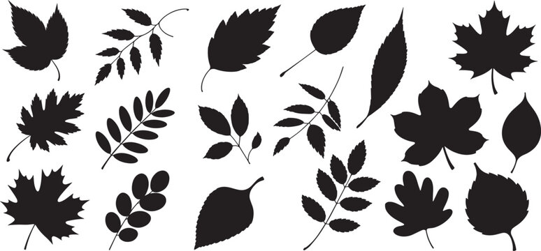 Set of black leaf silhouettes in different botanical shapes, autumn decoration, nature vector illustration