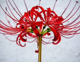 red spider lily on white background