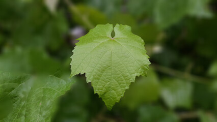 Nature Focused: Focused Fresh Grape Vine Leaf - Green Spring Texture.