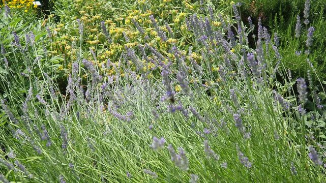 Lavandula, common name lavender, genus of species of perennial flowering plants in the sage family, Lamiaceae. A lavender bed in a botanical garden. It is used in cooking, aromatherapy, and cosmetics.