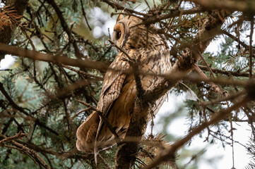 owl on a spruce tree