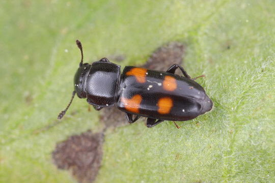 Glischrochilus quadripunctatus, commonly known as the European bark beetle predator.