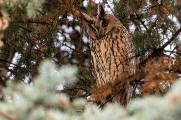 owl on a branch