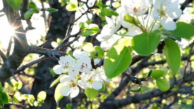 Close-up of a blooming apple tree in the morning sun, an old tree in the gardens of Almaty. Background with spring blooming. A blooming apple tree, delicate flowers on the tree in the soft sunlight.