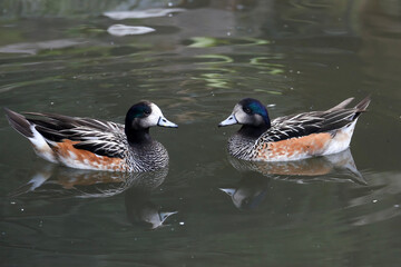 a pair of Chiloe wigeon swimming in the pool