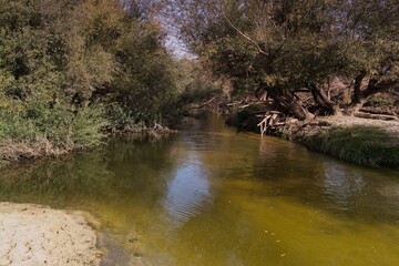 Calm river flowing through a lush green landscape in midday sun with trees lining the banks and soft sandy shore visible