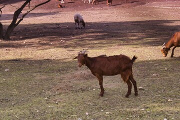Brown goat exploring open field with other goats grazing in background during sunny day