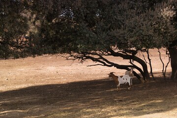 Goat grazing under a tree in a sunny meadow during the daytime