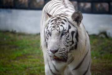 White tiger in captivity