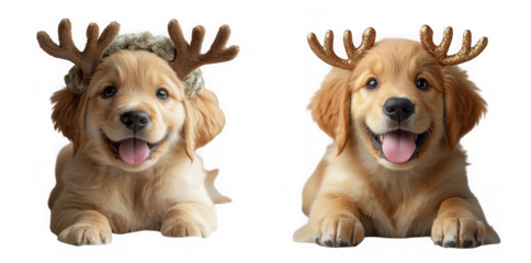 Two golden retriever puppies wearing reindeer antlers, isolated on transparent background